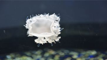 海洋馆_20
